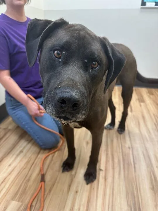 An adult extra large-sized male Black Mixed Breed dog named Rebel for adoption in Raleigh, NC