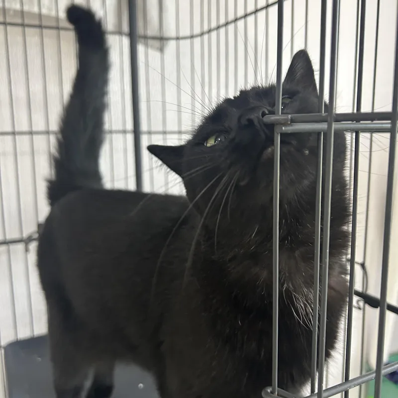 An adult medium-sized female Black Domestic Short Hair cat named Heidi for adoption in Lansing, MI