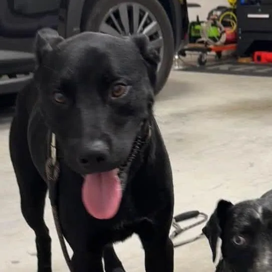 An adult medium-sized male Mixed Breed dog named Thor for adoption in Winston-Salem, NC