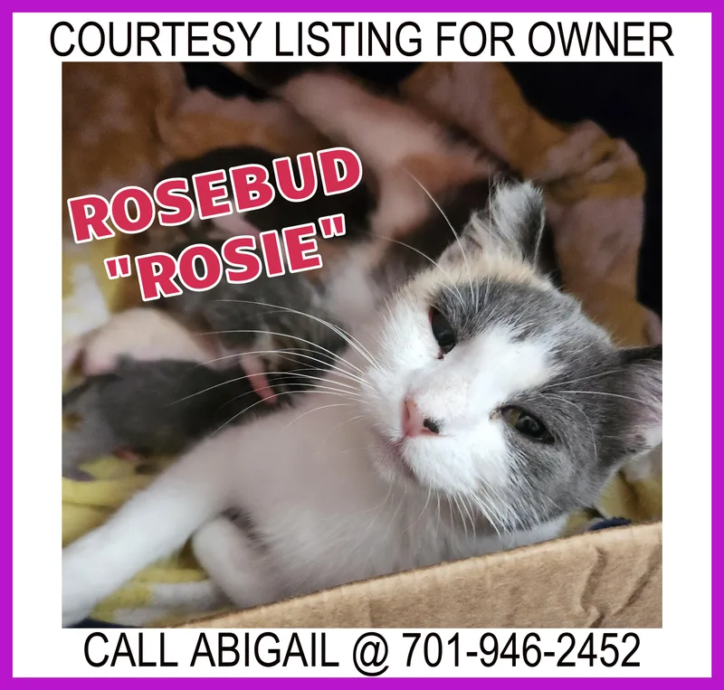 Rosebud "rosie"  Courtesy