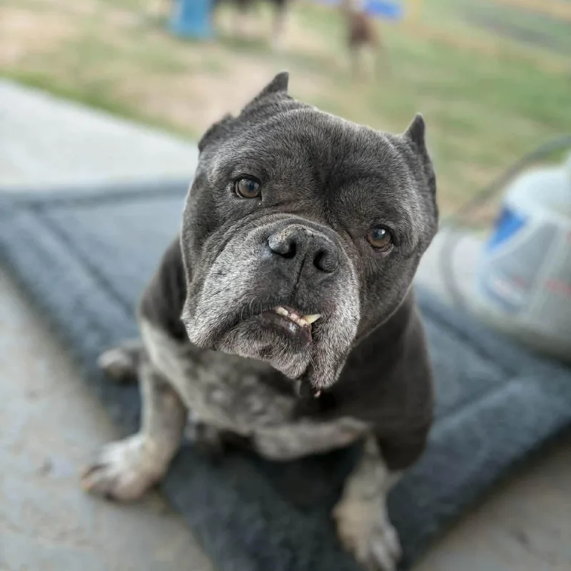 Bruno