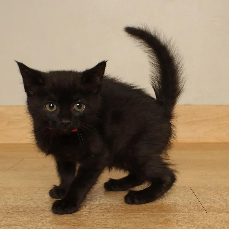 A baby small-sized female Black Domestic Short Hair cat named Crisp C for adoption in Minnetonka, MN