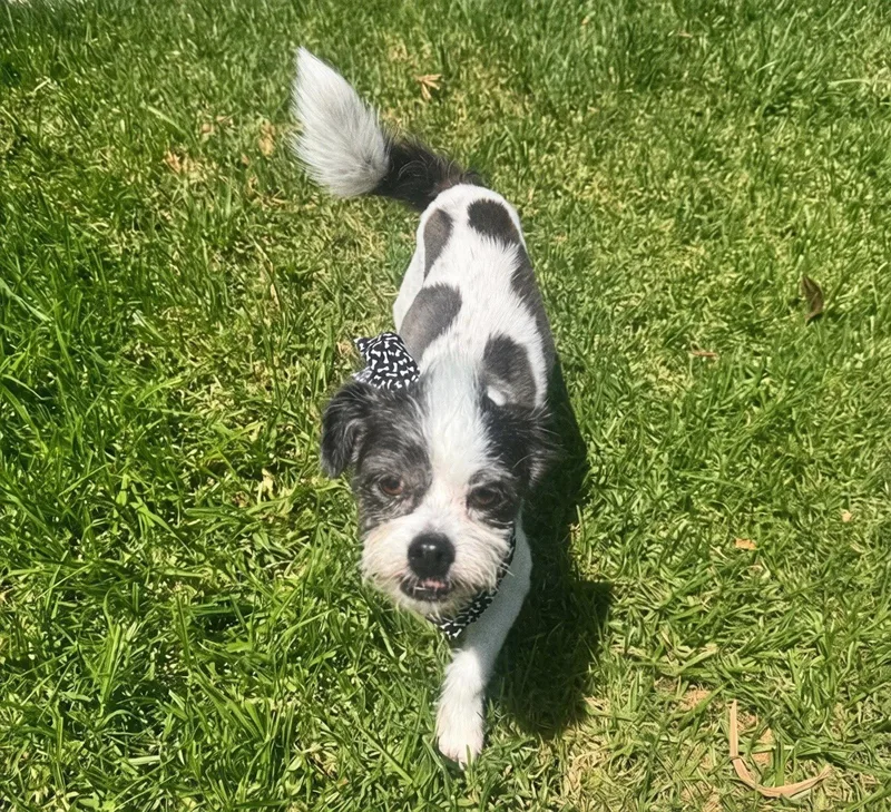 An adult small-sized male Shih Tzu dog named Jagger for adoption in Orange, CA