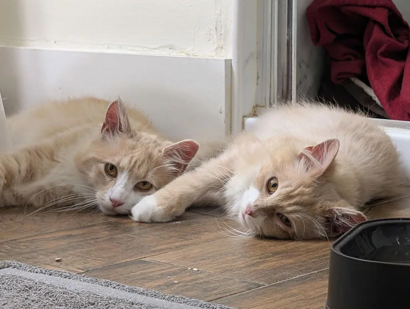 A young medium-sized male Buff & White Domestic Long Hair cat named Jacques for adoption in Sicklerville , NJ