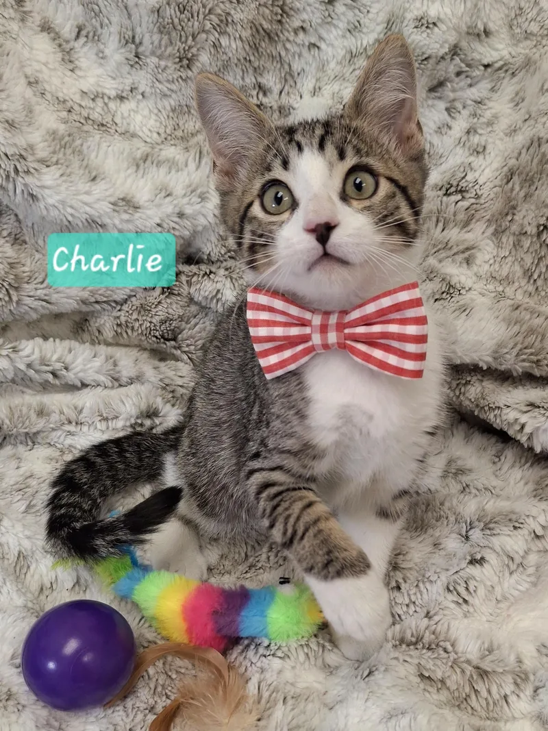 A baby small-sized male Brown / Chocolate Tabby cat named Charlie for adoption in Yorba Linda, CA
