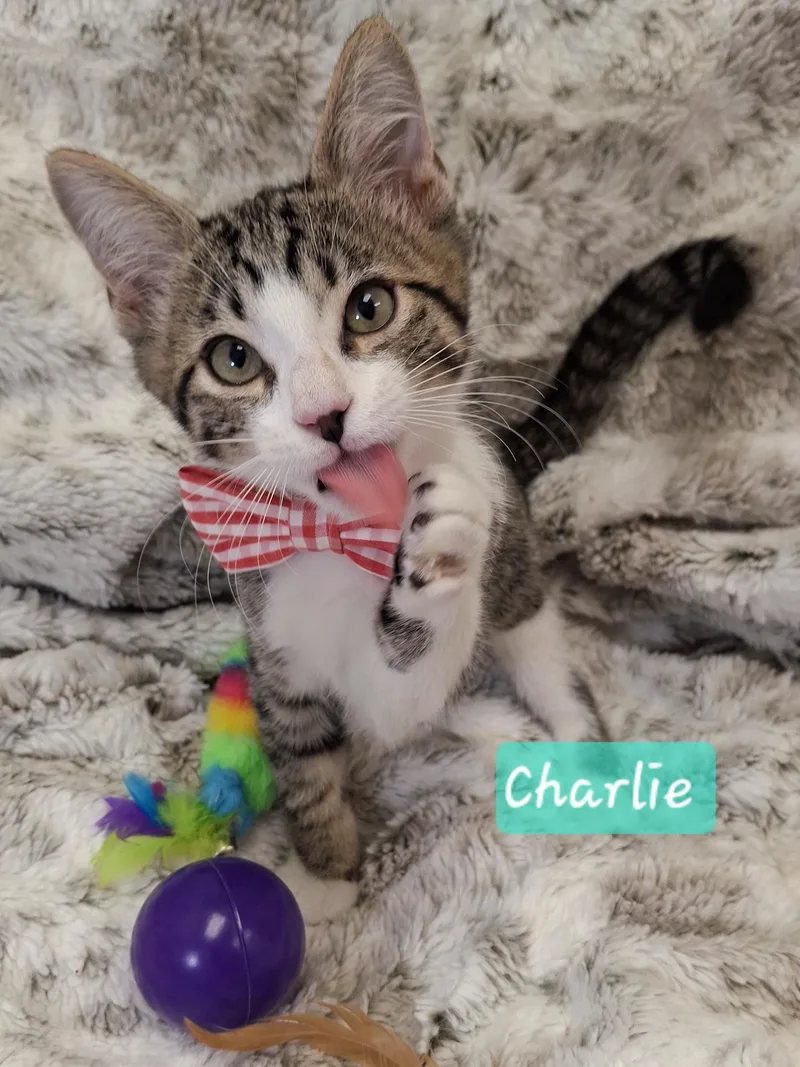 Charlie thumbnail 2