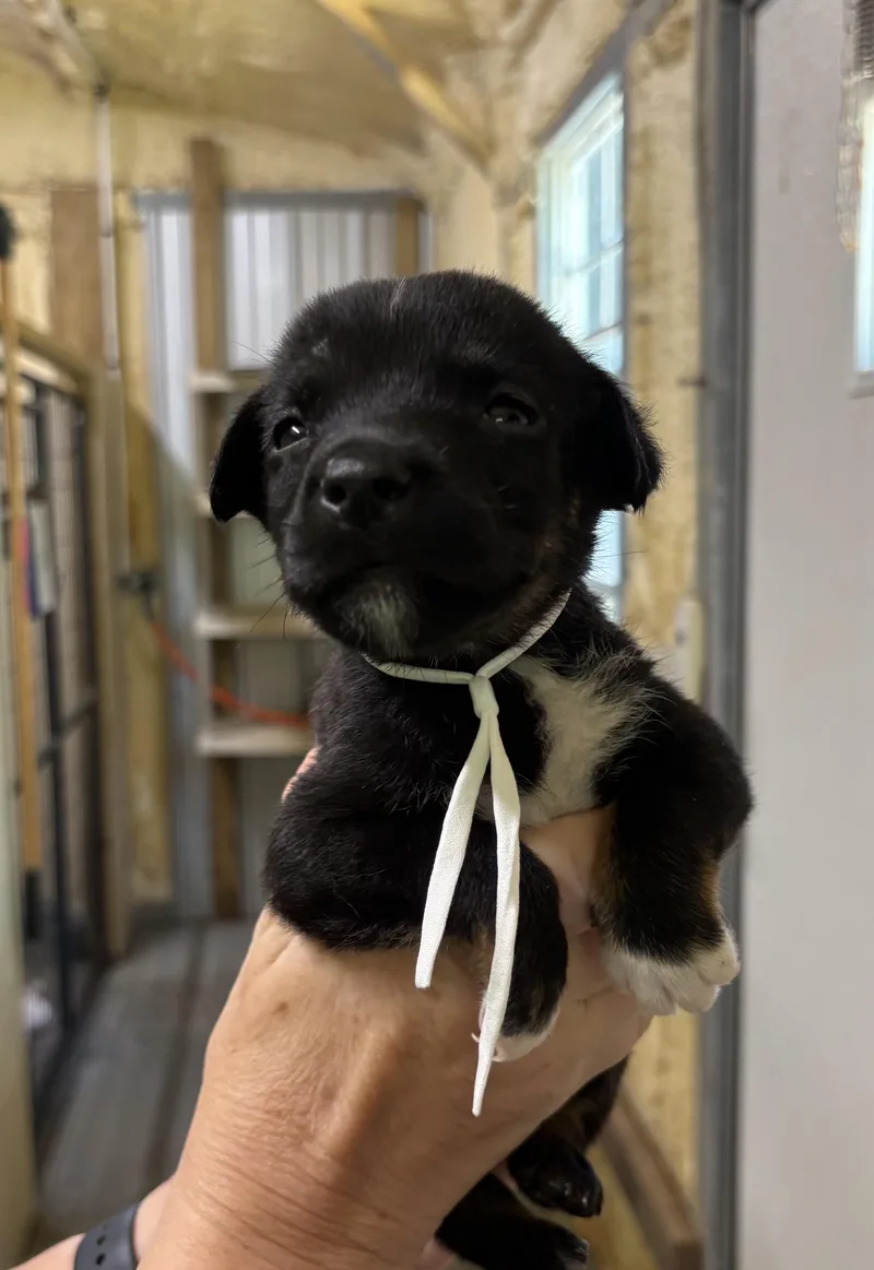 A baby medium-sized female Tricolor (Brown, Black, & White) Mixed Breed dog named Ember for adoption in Ruston, LA