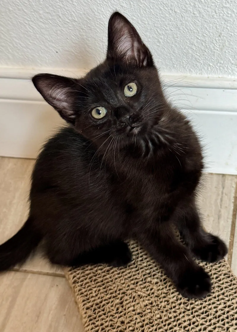 A baby medium-sized female Black Domestic Short Hair cat named Kizzie for adoption in Oviedo, FL