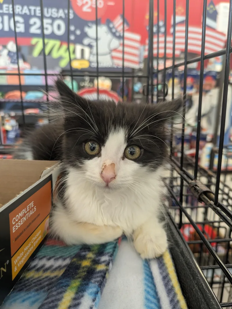 A baby medium-sized female Black & White / Tuxedo Domestic Long Hair cat named Jazzie for adoption in Great Mills, MD