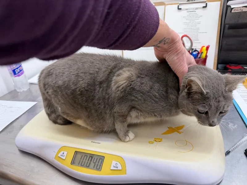 A senior medium-sized female Domestic Short Hair cat named Waddles for adoption in Glenfield, NY
