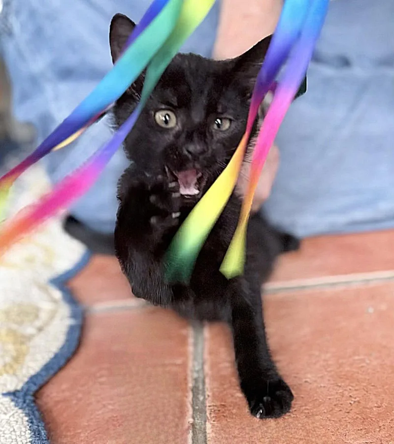 A baby medium-sized male Black Domestic Short Hair cat named Biggles for adoption in Whitehall, PA