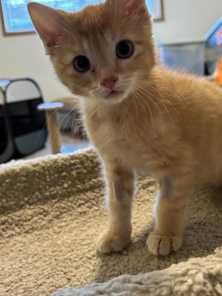 A baby small-sized male Tabby (Orange / Red) Domestic Short Hair cat named Pinocchio for adoption in Vancouver, WA