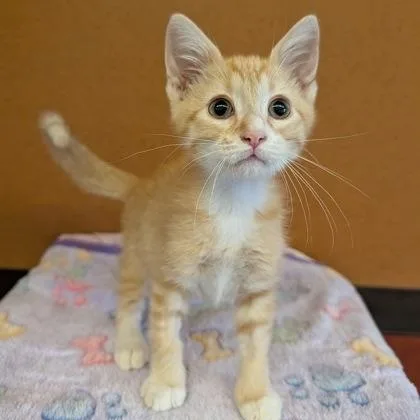 A baby small-sized male Tabby (Orange / Red) Domestic Short Hair cat named Marly for adoption in Rochester, MN