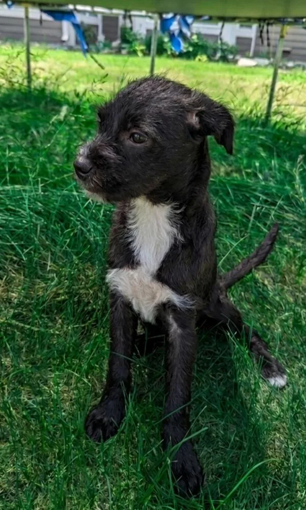 A baby small-sized female Boston Terrier dog named Desi for adoption in North Prairie, WI