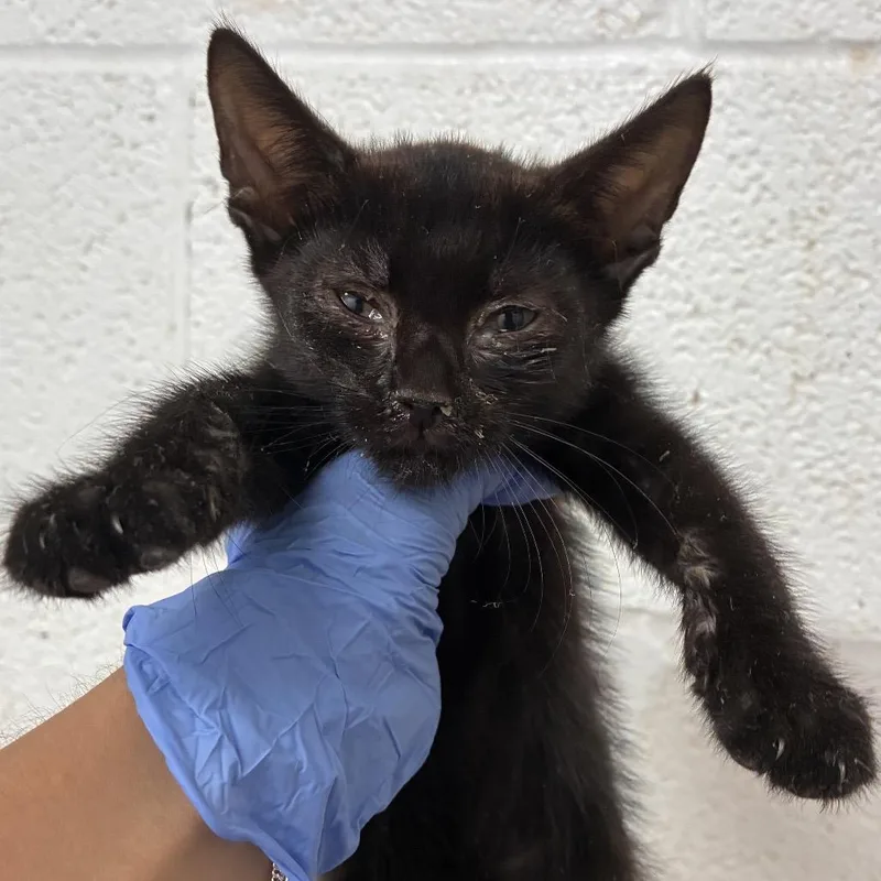 A baby small-sized male Domestic Short Hair cat named Jonas for adoption in Edinburg, TX