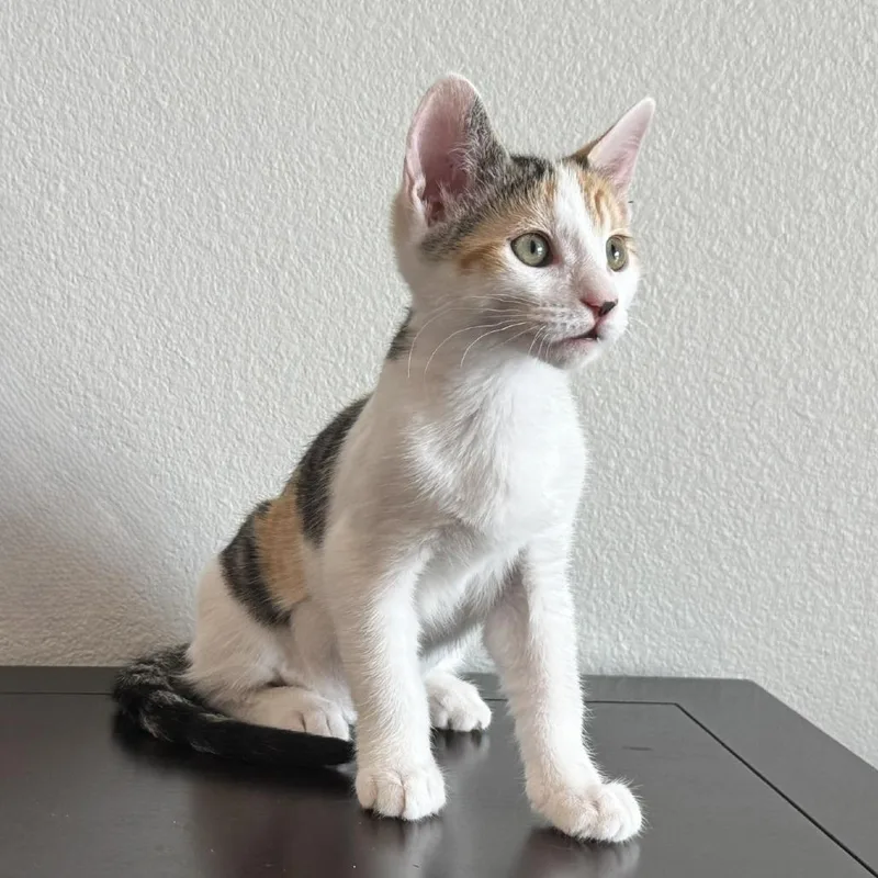 A baby small-sized female Calico Domestic Short Hair cat named Pebbles for adoption in Coachella, CA