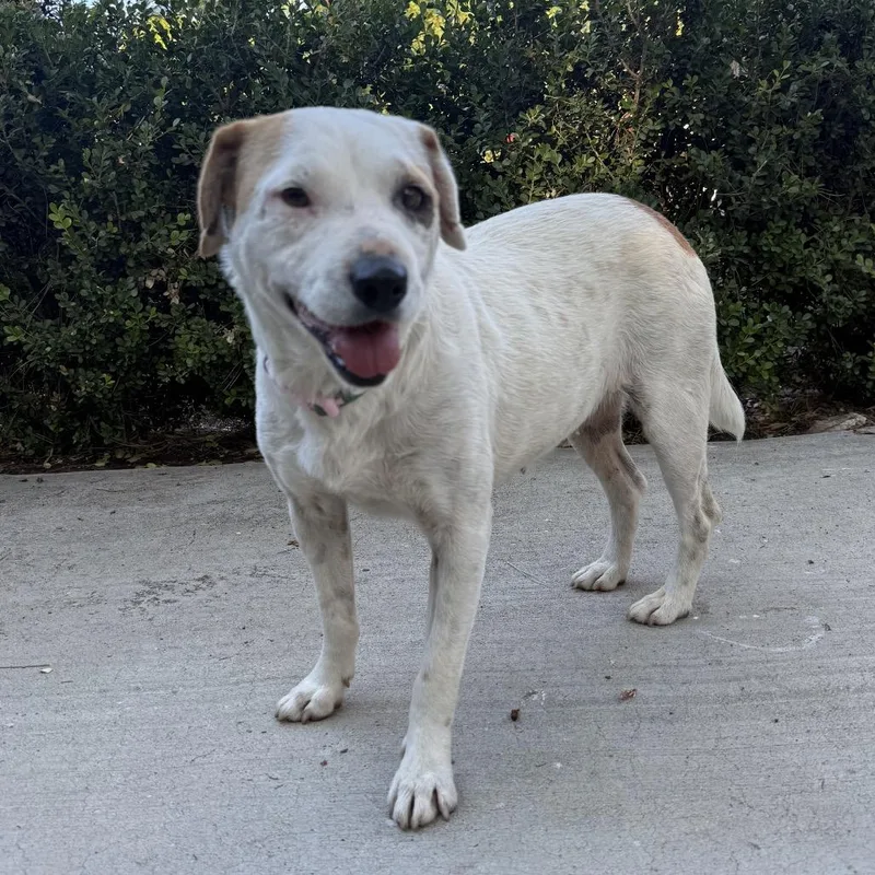 An adult medium-sized female White / Cream Cattle Dog dog named Chavis for adoption in Escondido, CA