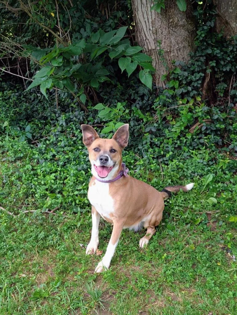 An adult medium-sized female Golden Shepherd dog named Roxie for adoption in Maysville, KY