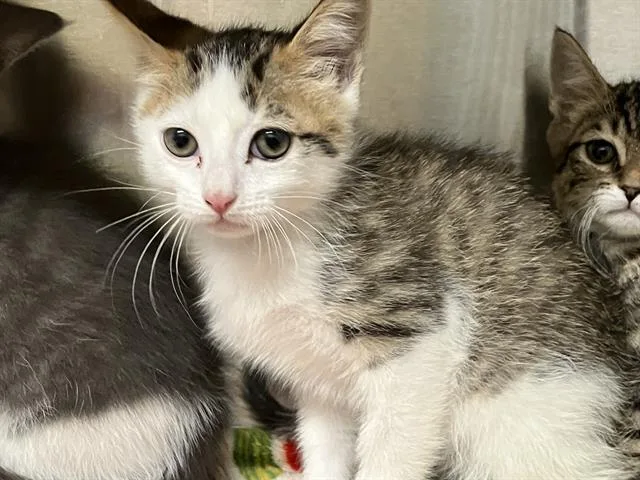 A baby small-sized male Domestic Short Hair cat named Monty for adoption in Tustin, CA
