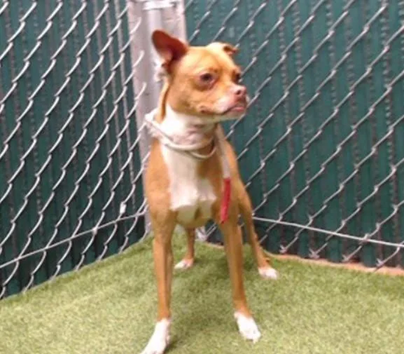 An adult medium-sized male Chihuahua dog named Pootie for adoption in Downey, CA