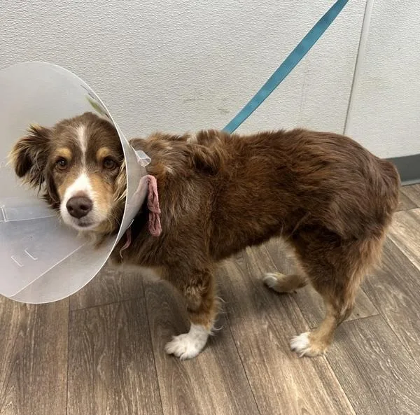 An adult medium-sized female Australian Shepherd dog named Cortana for adoption in San Diego, CA