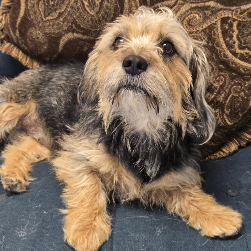 An adult small-sized female Yellow / Tan / Blond / Fawn Terrier dog named Aela for adoption in Normal, IL