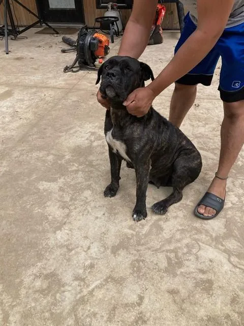 A young large-sized female Mixed Breed dog named Willow for adoption in Dallas, TX