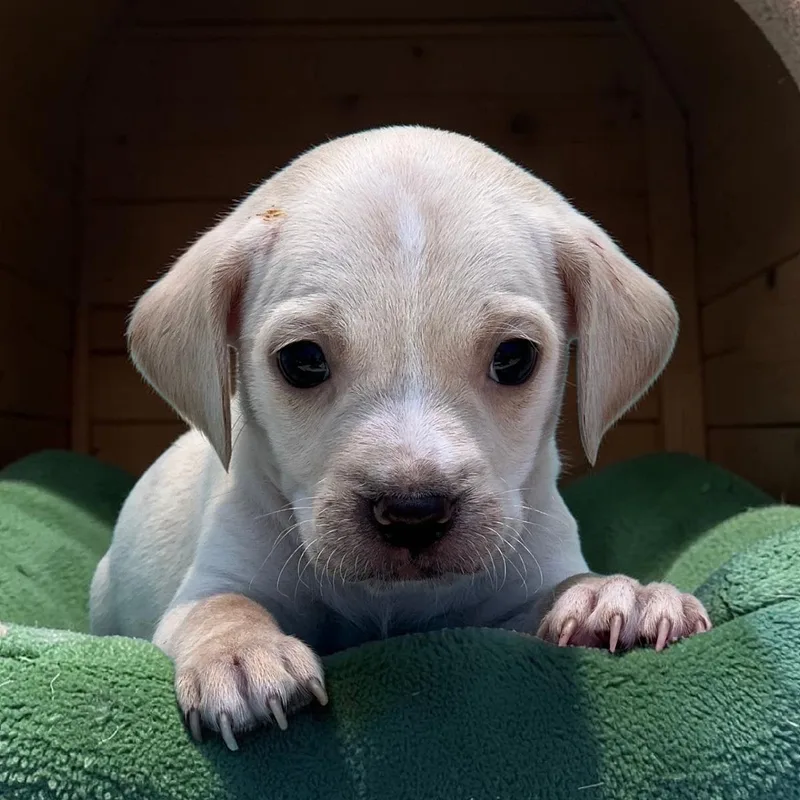 A baby small-sized male Spaniel dog named Bloom Pup Marigold for adoption in San Diego, CA
