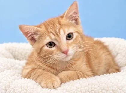 A baby small-sized male Domestic Short Hair cat named Cosmos for adoption in Morton Grove, IL