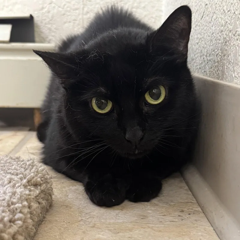 An adult medium-sized female Black Domestic Short Hair cat named Coco for adoption in Winchendon, MA