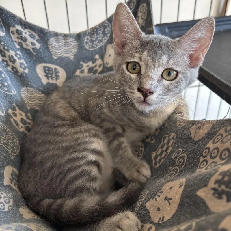 A baby small-sized female Gray / Blue / Silver Domestic Short Hair cat named Heather for adoption in League City, TX