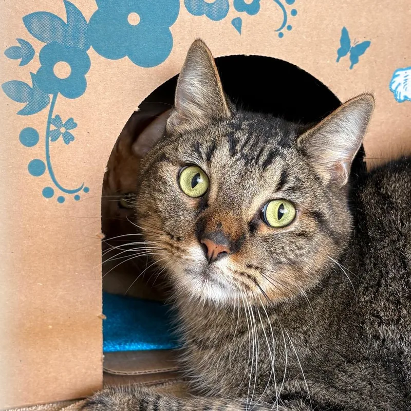 An adult large-sized male Brown / Chocolate Domestic Short Hair cat named Mickey for adoption in West Olive, MI