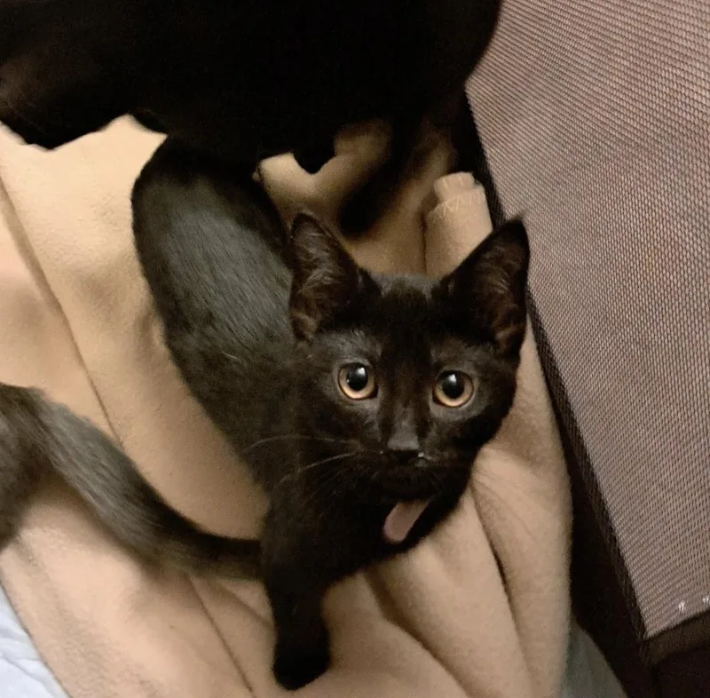 A baby small-sized male Black Domestic Short Hair cat named Keeva for adoption in West Mifflin, PA