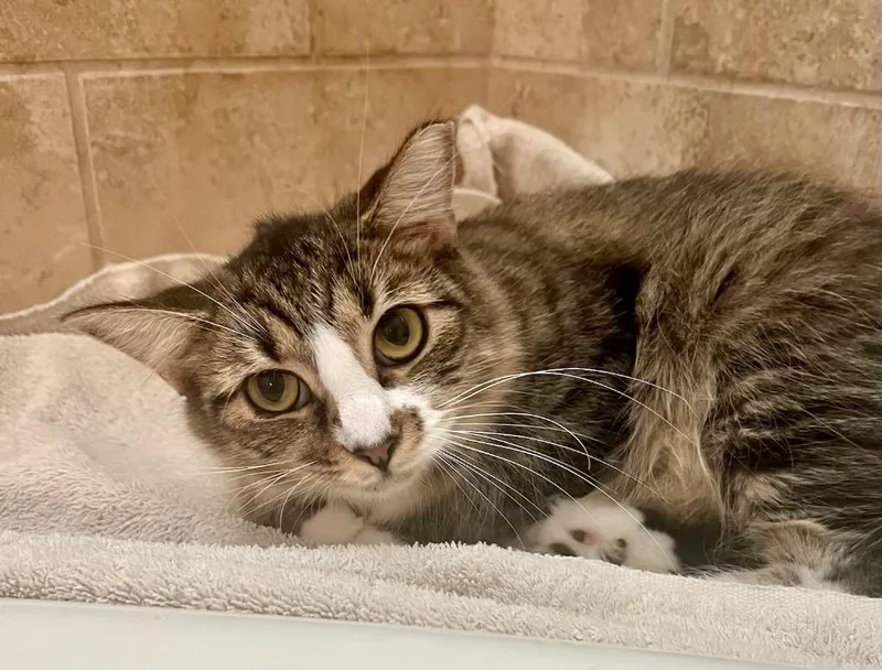 Fuzz Ball thumbnail 2