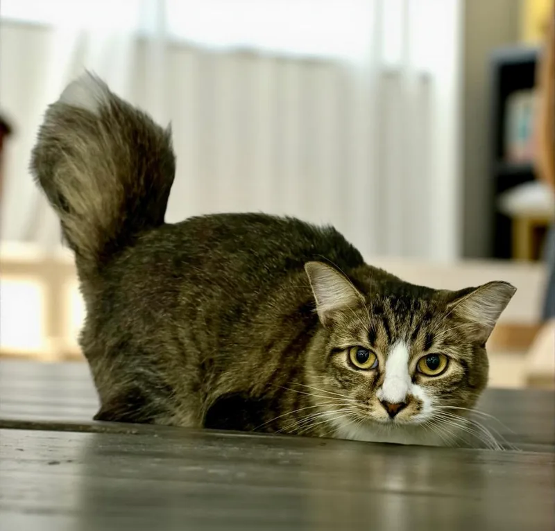 Fuzz Ball thumbnail 3