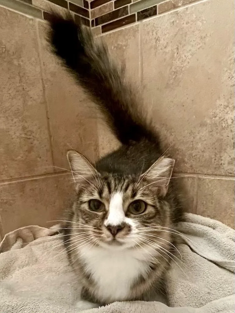 Fuzz Ball thumbnail 4