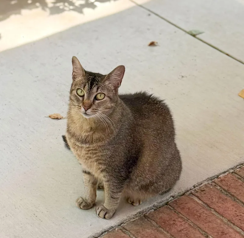 A young large-sized female Tabby (Brown / Chocolate) Domestic Short Hair cat named Summer for adoption in Columbia, SC