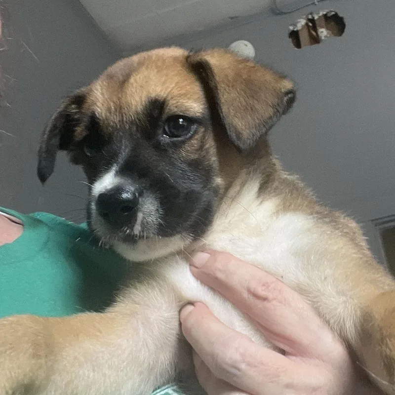 A baby small-sized male Brown / Chocolate German Shepherd Dog dog named Konrad for adoption in Oak Hill, WV