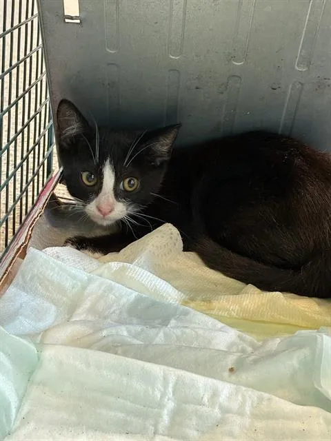 A young small-sized male Domestic Short Hair cat named Picot for adoption in Palmetto, FL