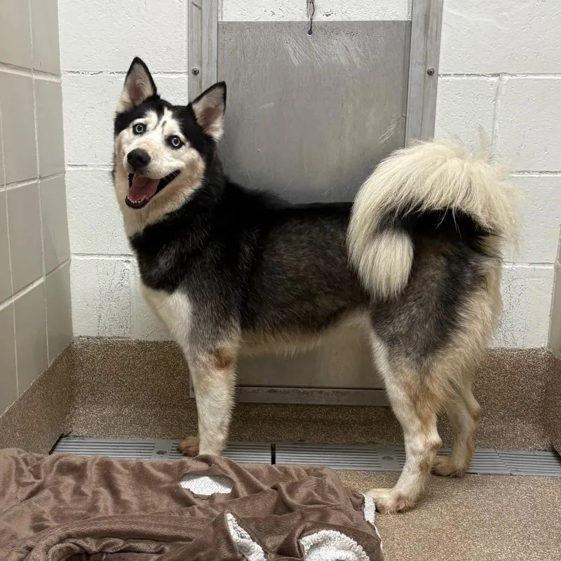An adult large-sized female Black Siberian Husky dog named Brandi for adoption in League City, TX