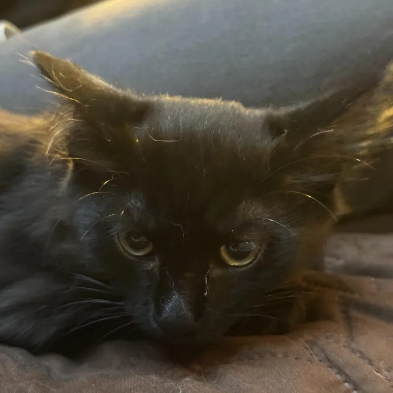 A baby small-sized female Black Domestic Medium Hair cat named Bo Peep for adoption in Long Beach, CA