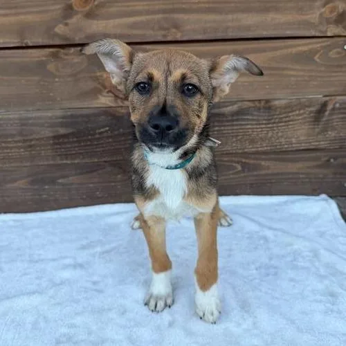 A baby small-sized male Brown / Chocolate German Shepherd Dog dog named Jib for adoption in Carencro, LA