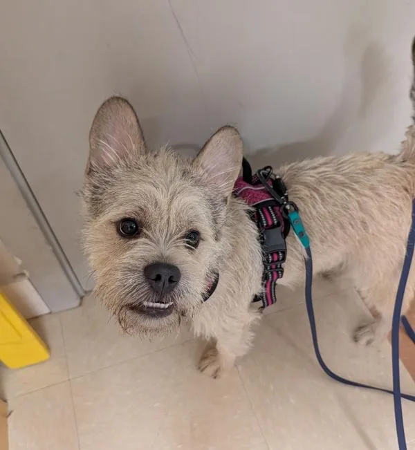 An adult medium-sized male Cairn Terrier dog named Sam Reich for adoption in Santa Rosa, CA