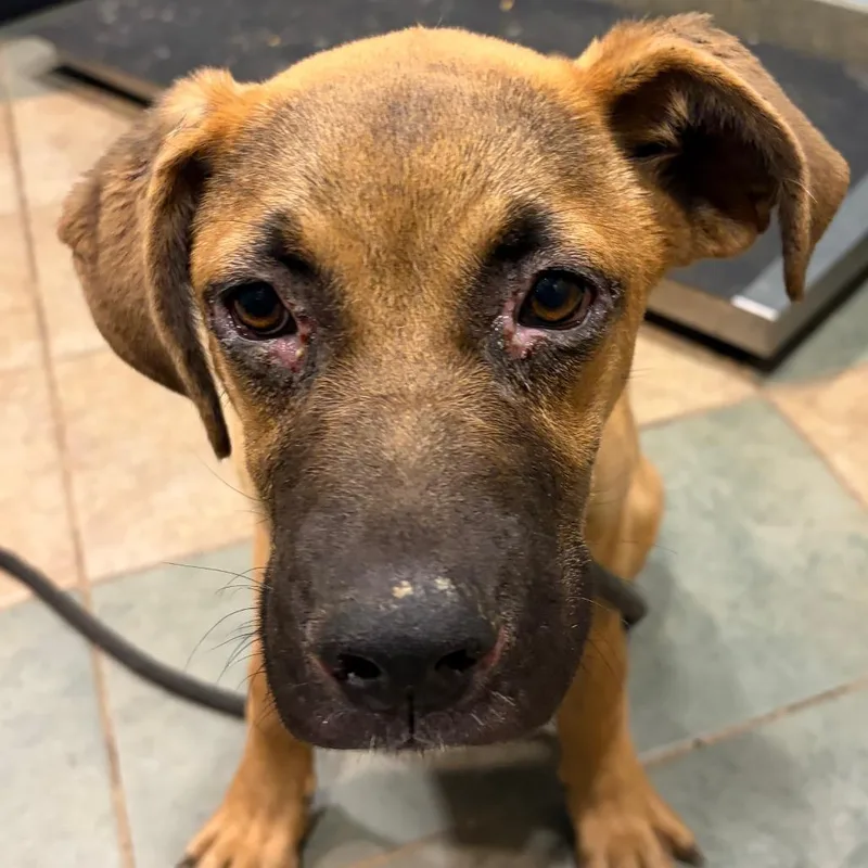 A young medium-sized female Brown / Chocolate Mixed Breed dog named Bobbie for adoption in Chattanooga, TN