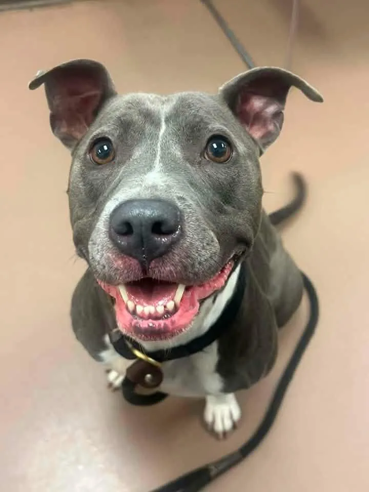 An adult medium-sized female Gray / Blue / Silver Pit Bull Terrier dog named Wrenly for adoption in Chicago, IL
