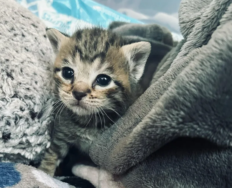A baby medium-sized female Tabby (Brown / Chocolate) Domestic Short Hair cat named Mary Kate for adoption in Columbus, OH