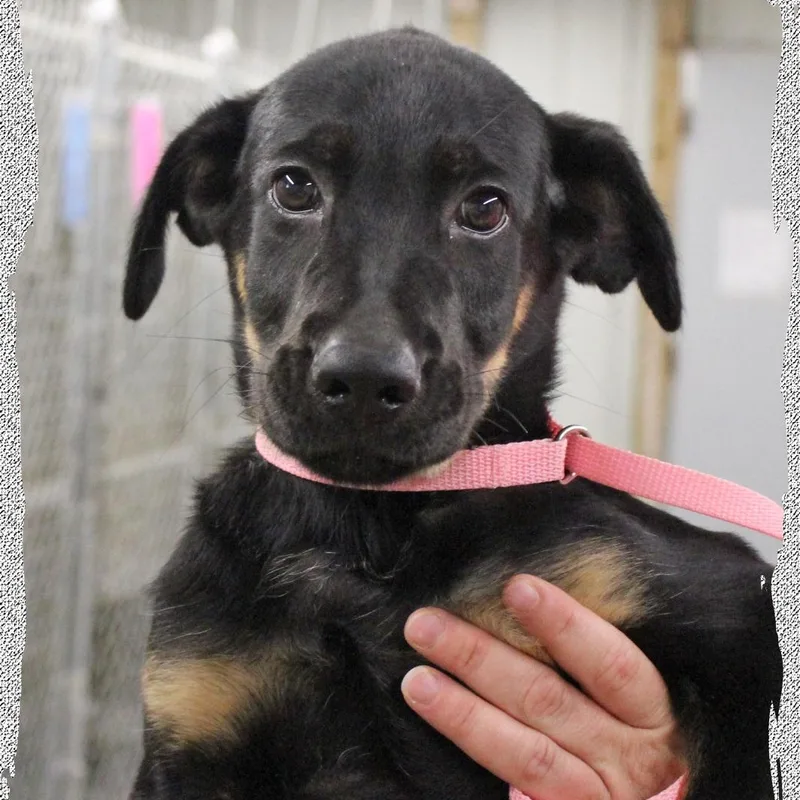 A baby medium-sized male Black Mixed Breed dog named Rufus for adoption in Amelia, OH