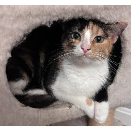 An adult medium-sized female Domestic Short Hair cat named Palette Dell for adoption in Hudson, MA