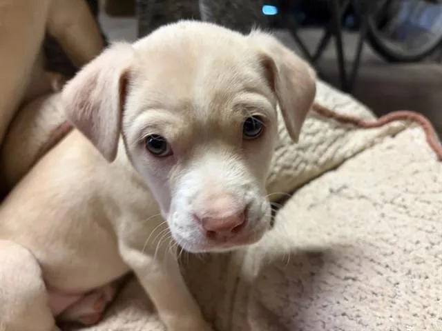 A baby small-sized female Labrador Retriever dog named Fanny for adoption in Albuquerque, NM
