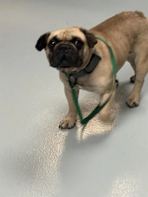 An adult small-sized male Pug dog named Javier for adoption in Saint Cloud, FL